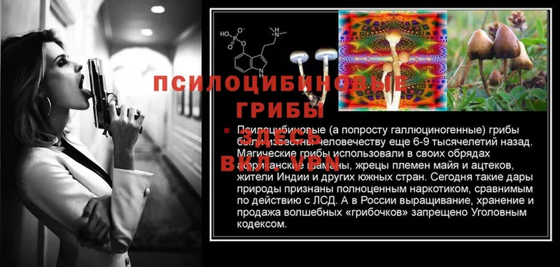 MEGA как зайти  Коммунар  Псилоцибиновые грибы Psilocybe 